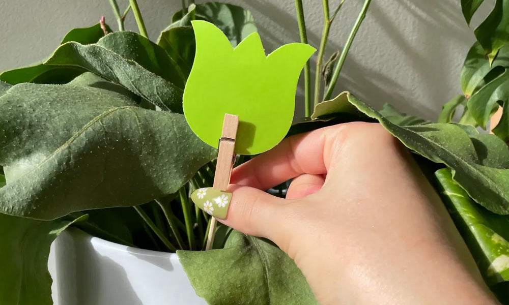 Buy Sticky Traps for Plants in Australia: Leaf of Faith’s Eco-Friendly Pest Control Solution