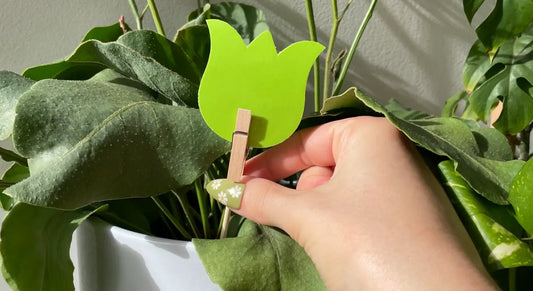 Buy Sticky Traps for Plants in Australia: Leaf of Faith’s Eco-Friendly Pest Control Solution