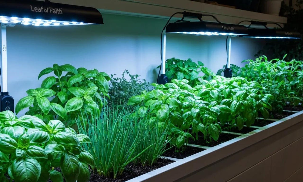 Why Home Gardeners Across AU Choose Leaf of Faith for Affordable Grow Lights