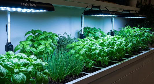 Why Home Gardeners Across AU Choose Leaf of Faith for Affordable Grow Lights