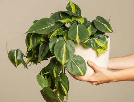 Philodendron Cream Splash