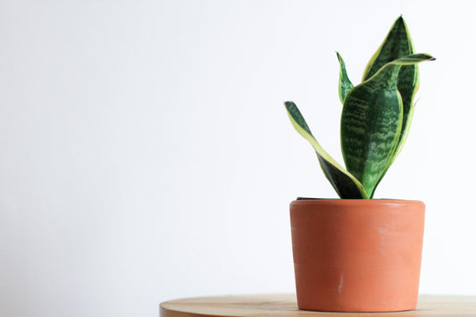 (Snake Plant Dracaena trifasciata, formerly Sansevieria trifasciata)