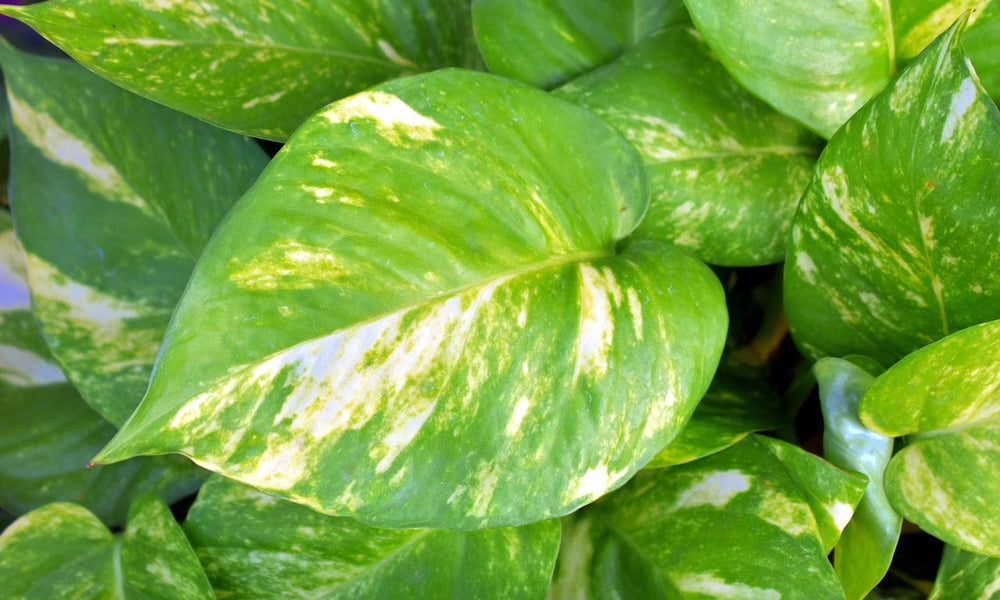 Pothos (Epipremnum aureum) Devils Ivy