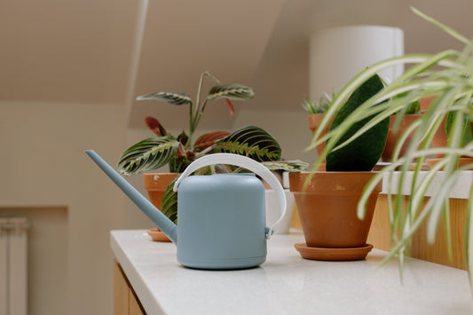 Mastering Indoor Plant Care: The Art of Watering for Green Success