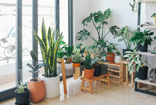 The Ultimate Guide to Keeping Your Indoor Plants Healthy and Thriving