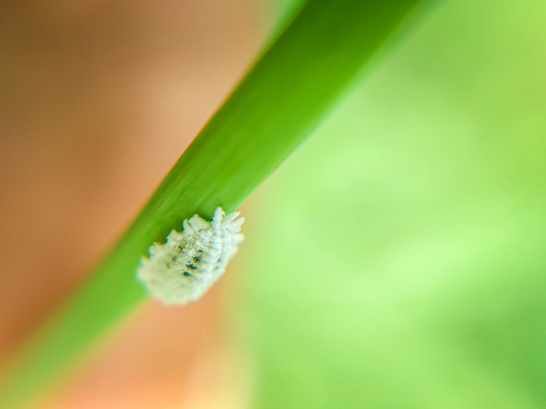 Mealybug