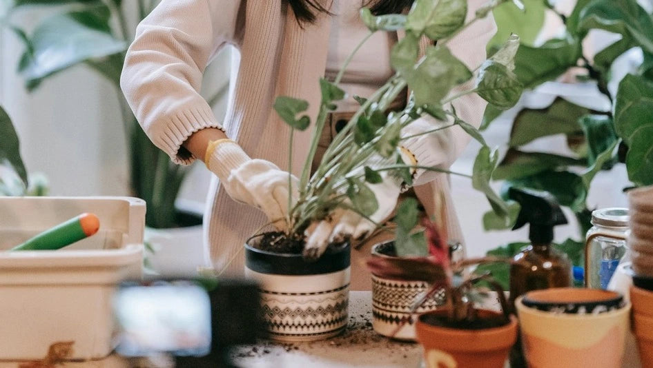 How to get rid of bugs on indoor plants soil