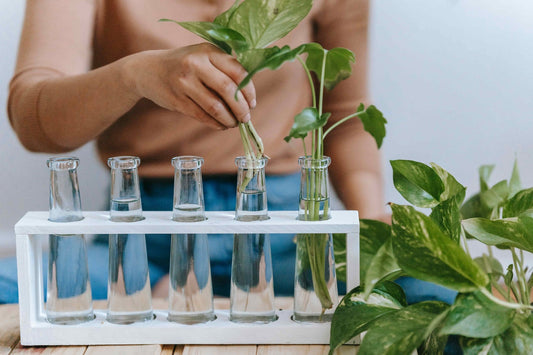 Root Plant Cuttings in Water