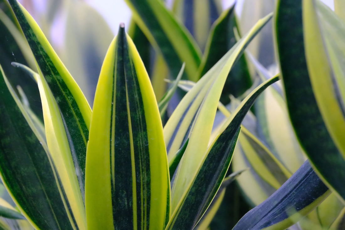 Snake Plant (Sansevieria Laurentii)