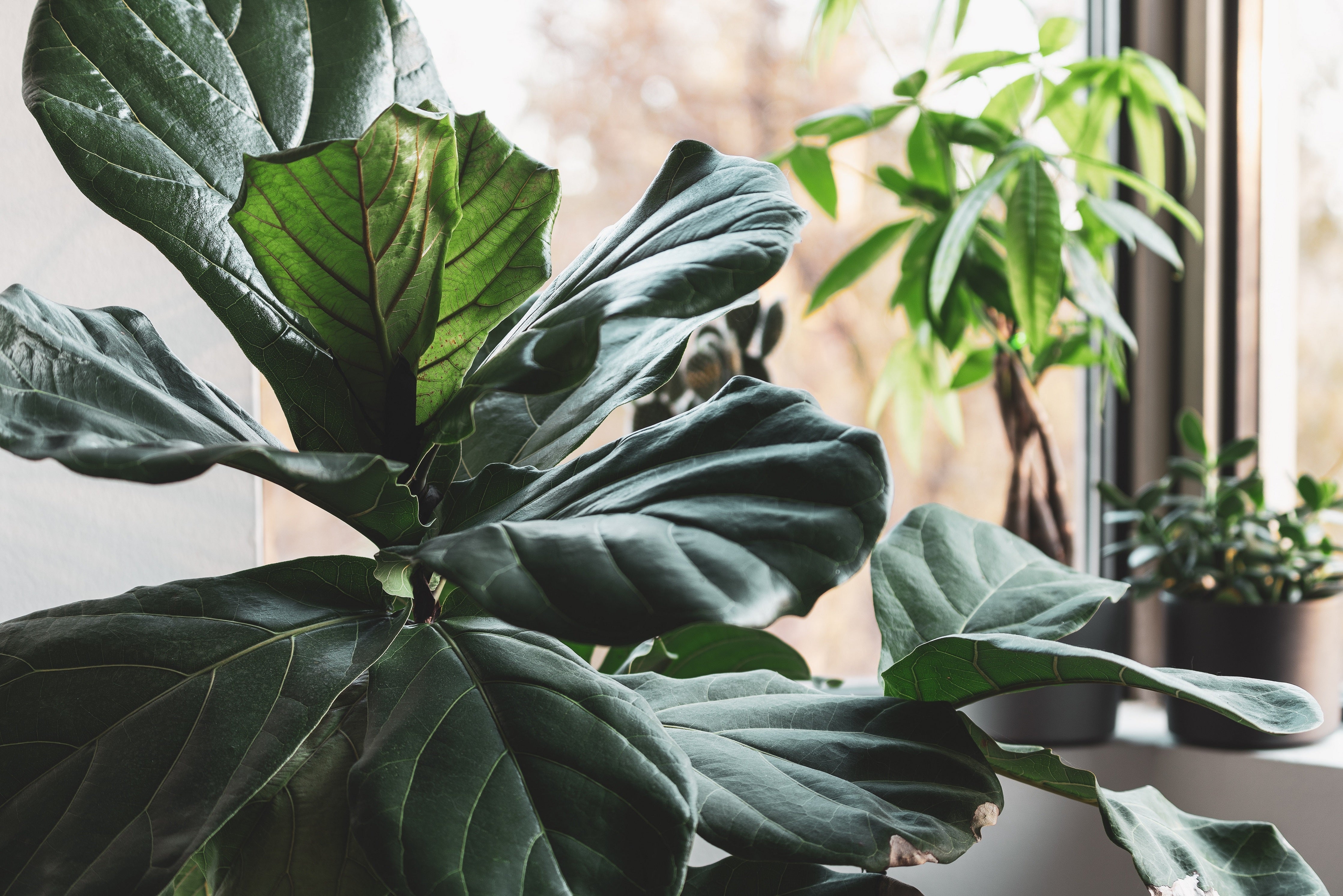 Transplanting a Rooted Fiddle Leaf Fig Cutting