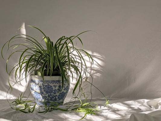 Top 5 Popular Houseplants for 2023: Bringing Nature Indoors