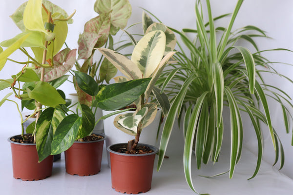 Leaf of Faith SA – Indoor Plants Collection