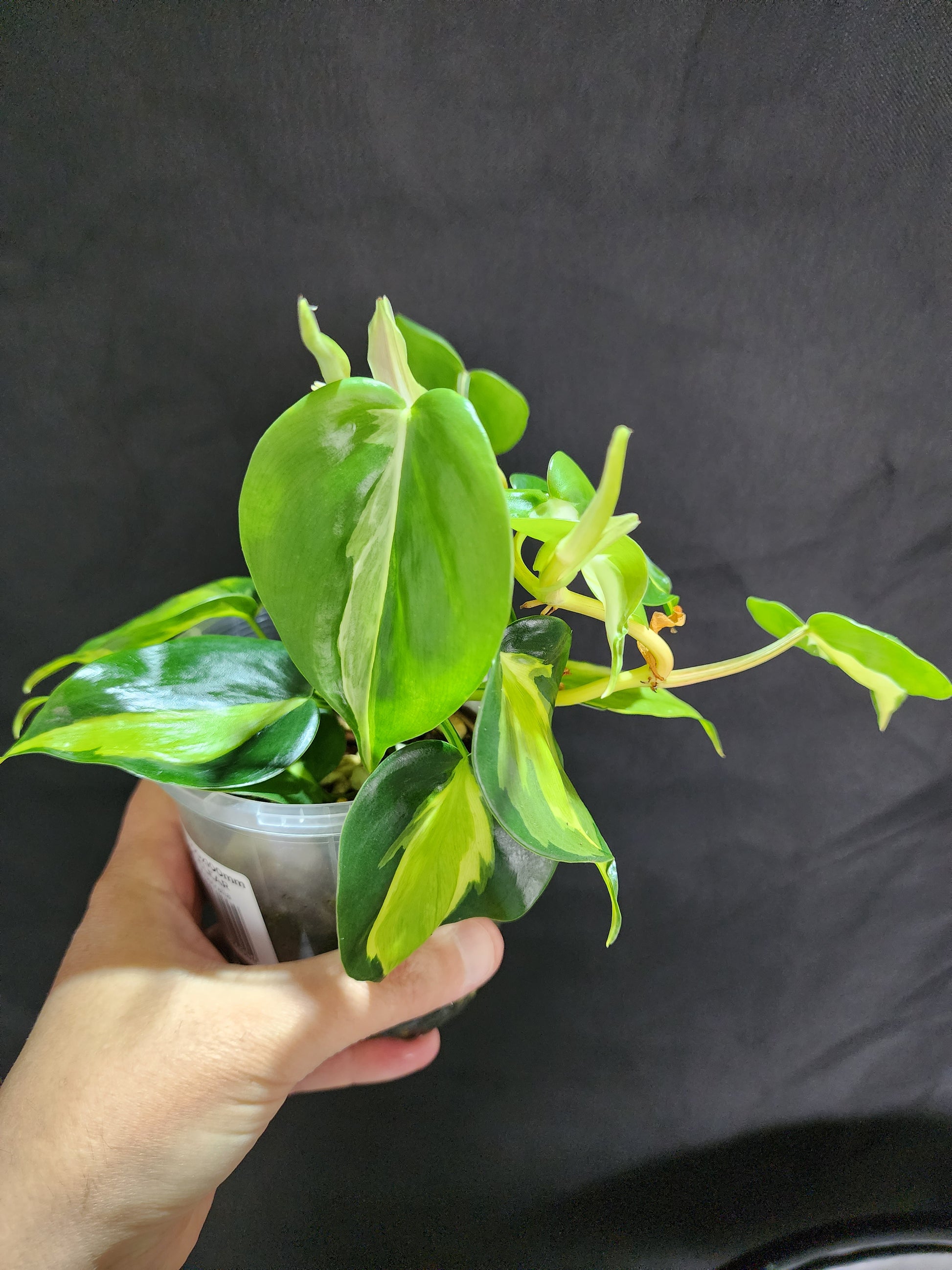 Philodendron Cream Splash*^ - Leaf of Faith SA