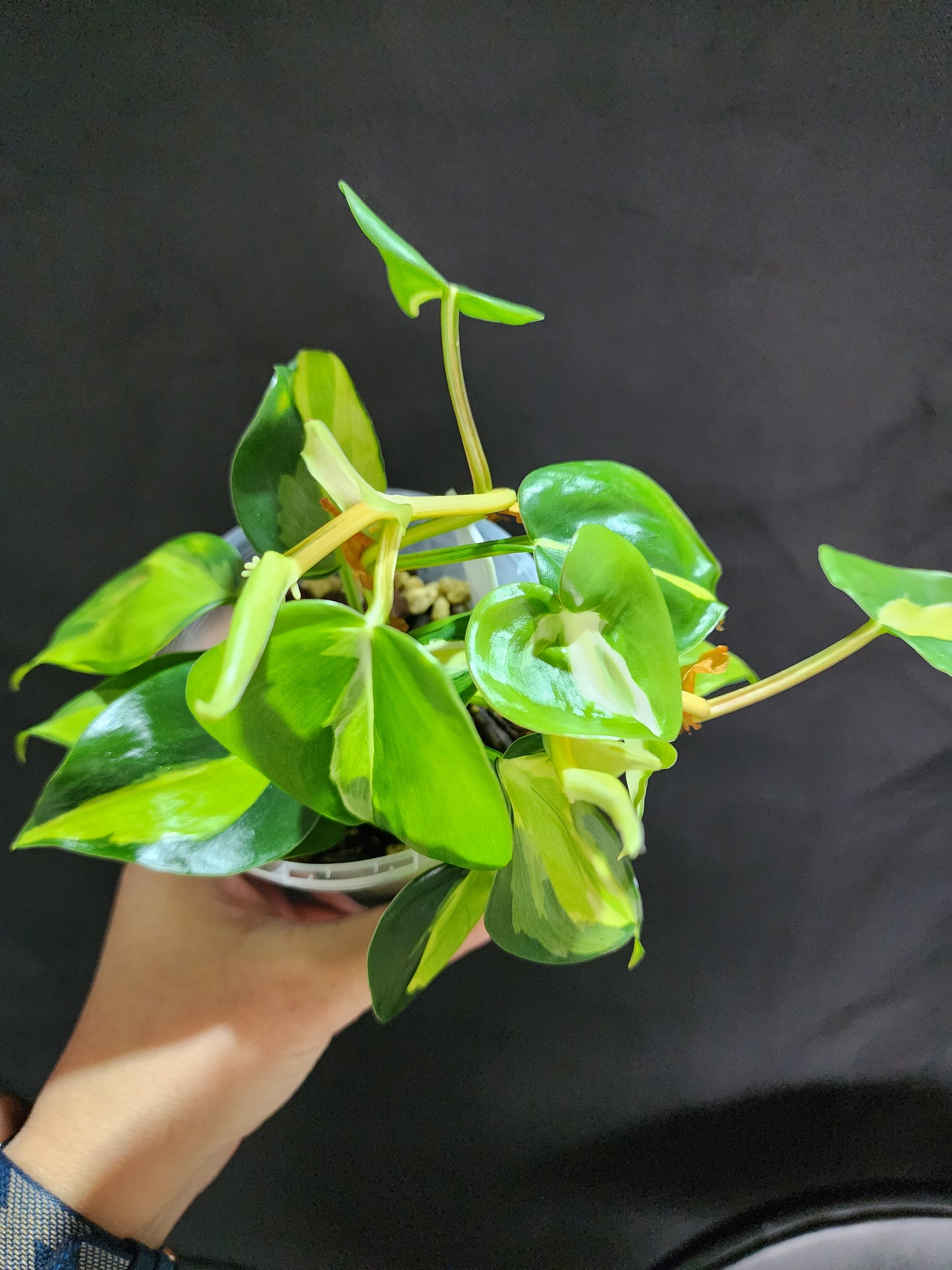 Philodendron Cream Splash*^ - Leaf of Faith SA