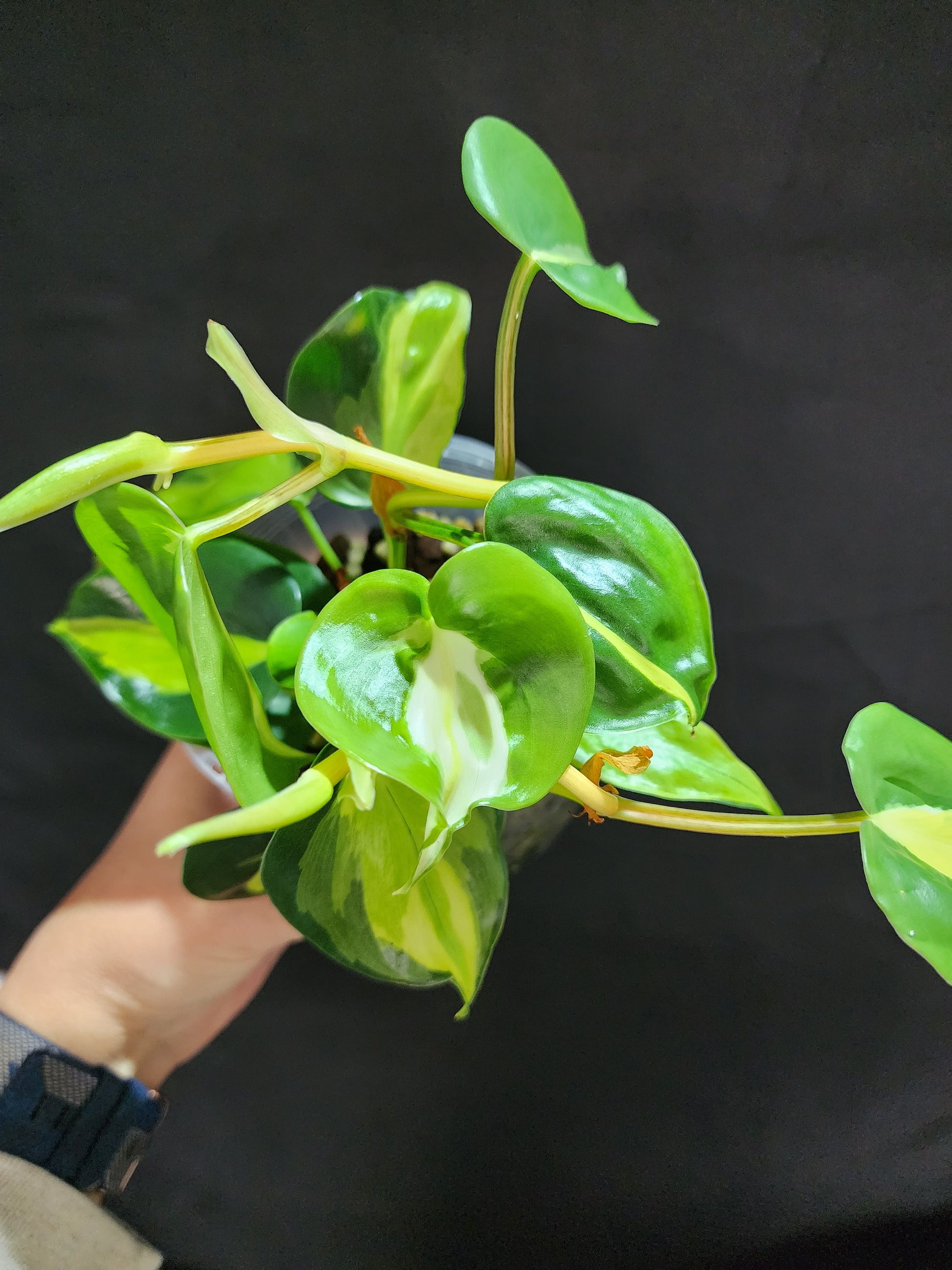 Philodendron Cream Splash*^ - Leaf of Faith SA