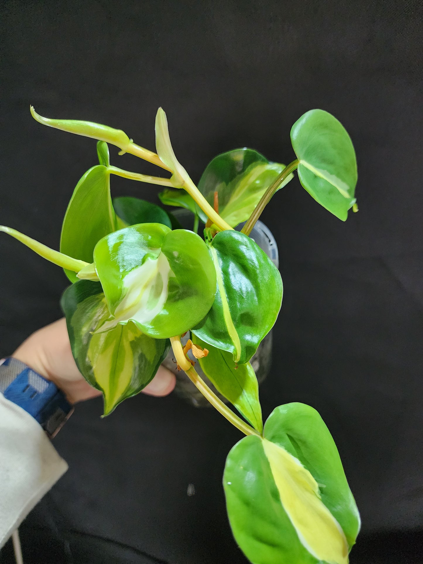 Philodendron Cream Splash*^ - Leaf of Faith SA