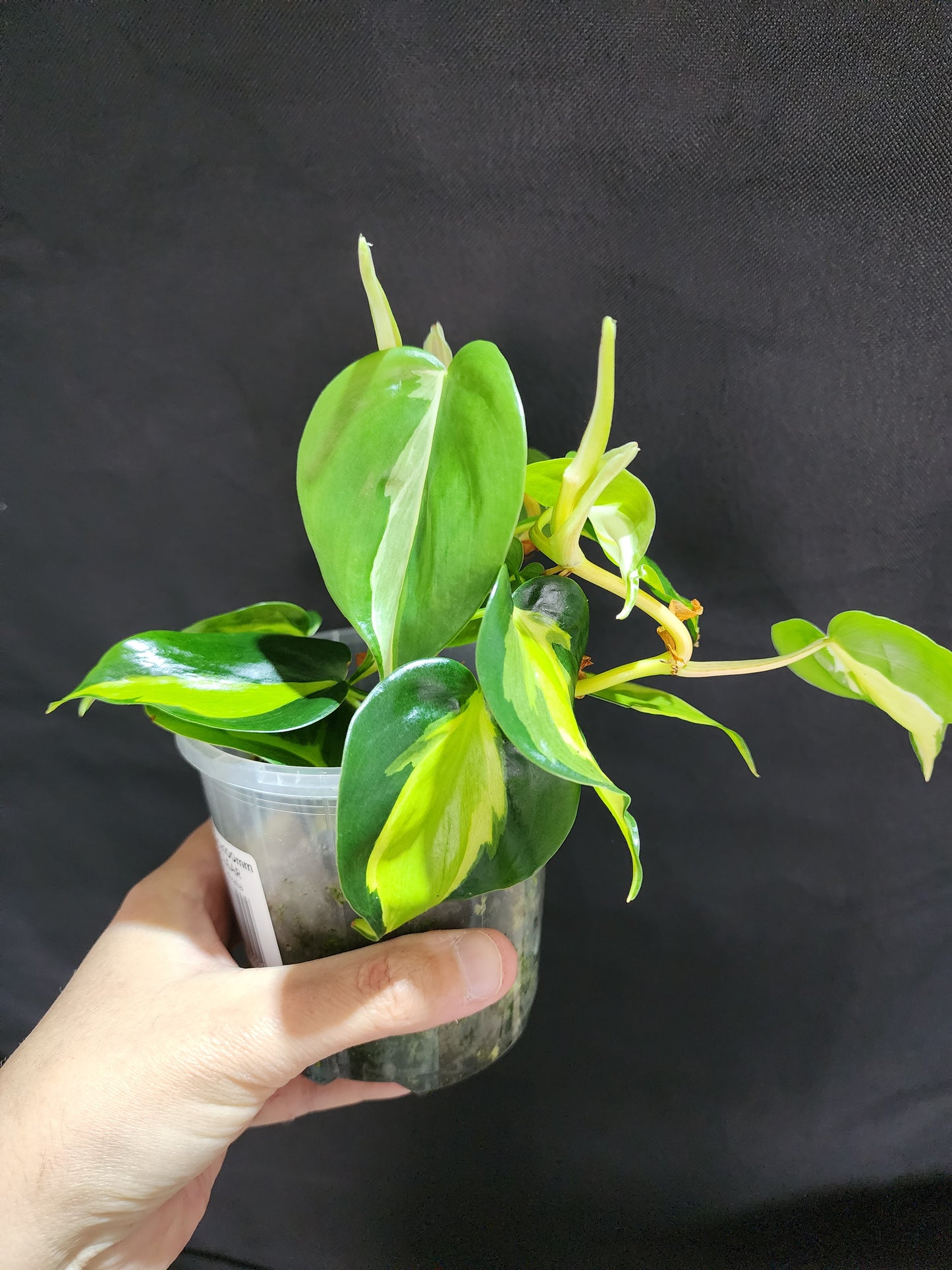 Philodendron Cream Splash*^ - Leaf of Faith SA