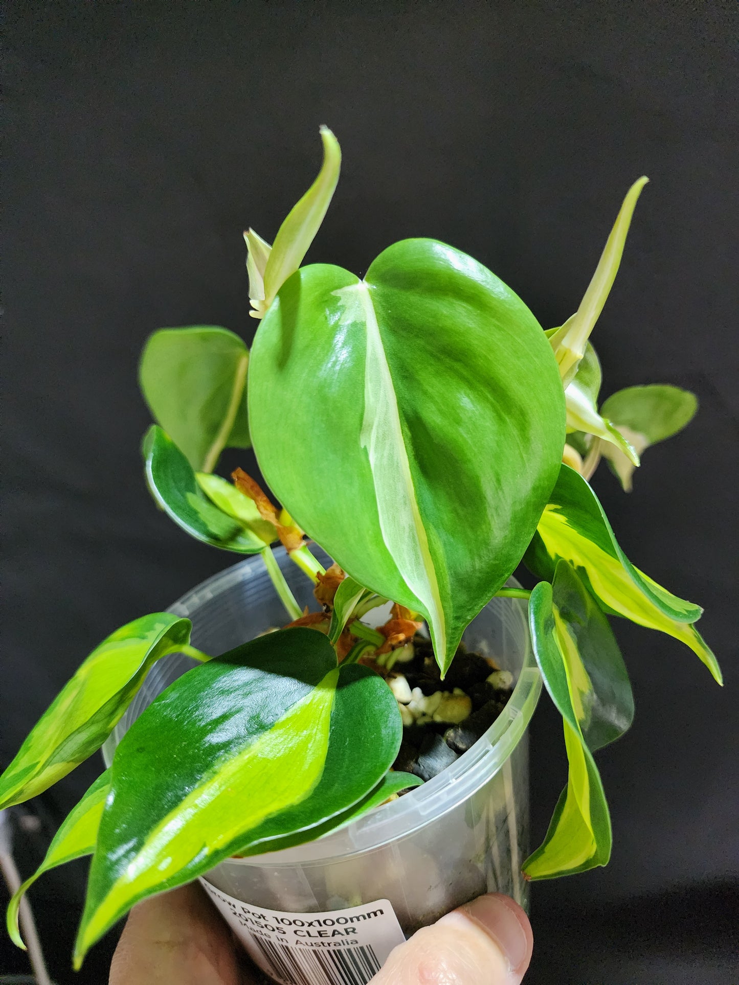 Philodendron Cream Splash*^ - Leaf of Faith SA