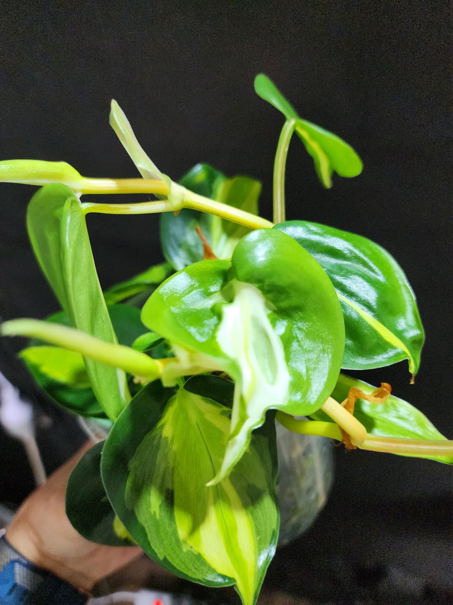 Philodendron Cream Splash*^ - Leaf of Faith SA