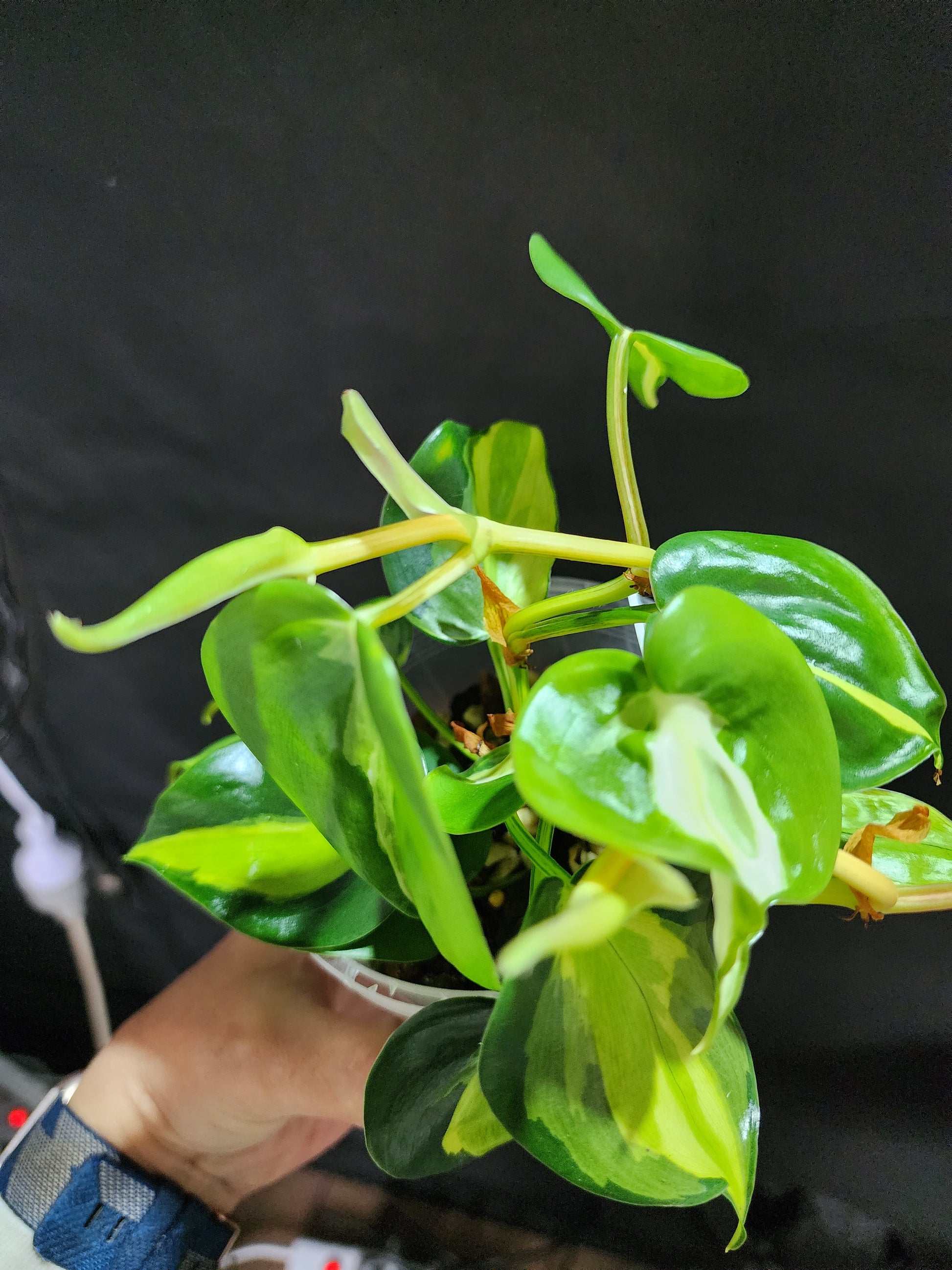 Philodendron Cream Splash*^ - Leaf of Faith SA