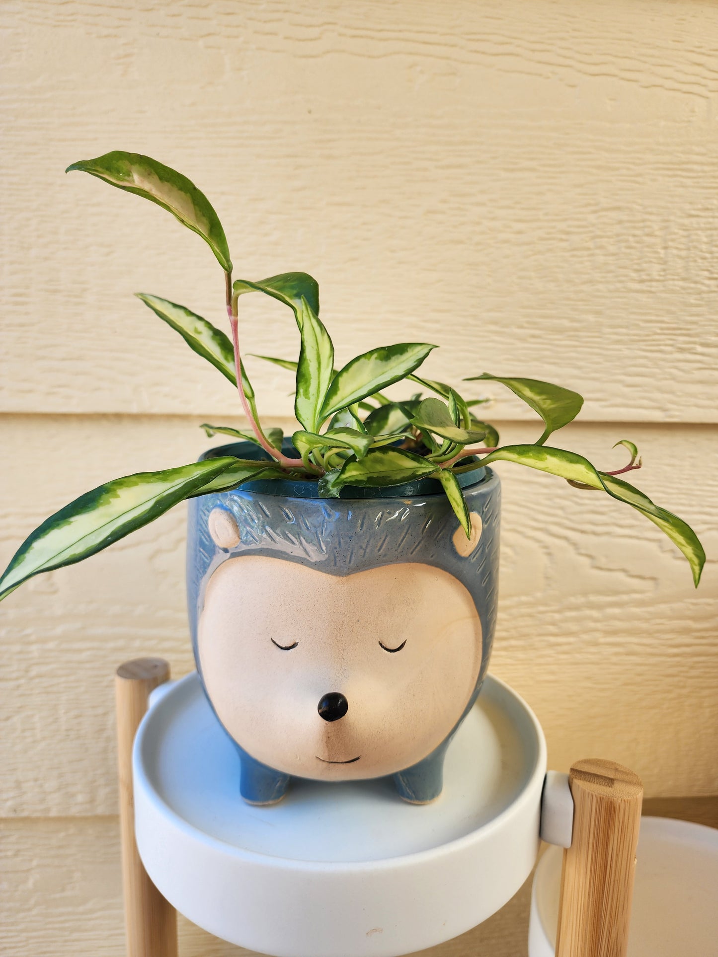 Hedgehog Planter Blue Lg 14.5cm - Leaf of Faith SA