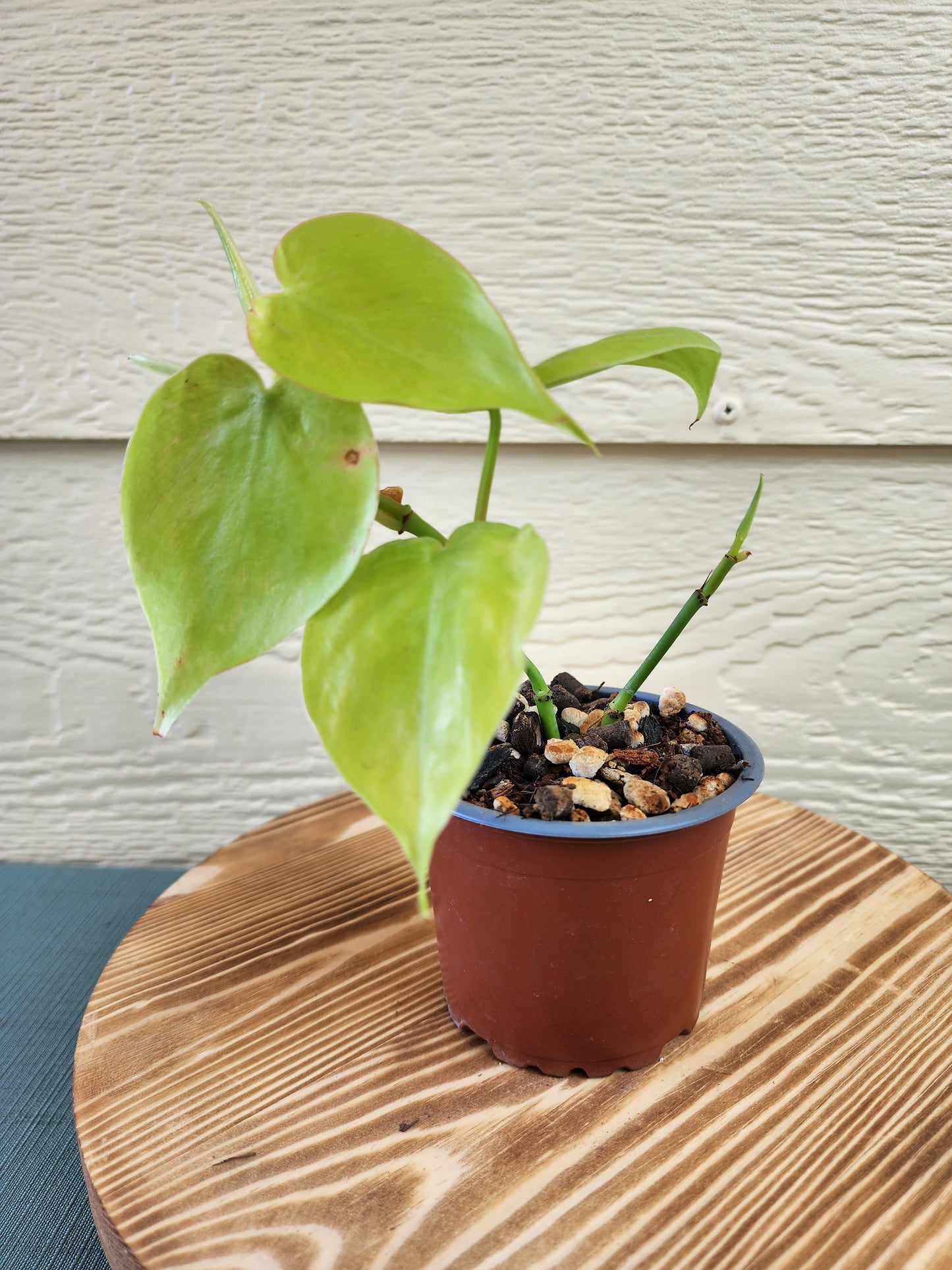 Philodendron hederaceum 'Golden Heart Leaf' - Indoor Plants*^ - Leaf of Faith SA