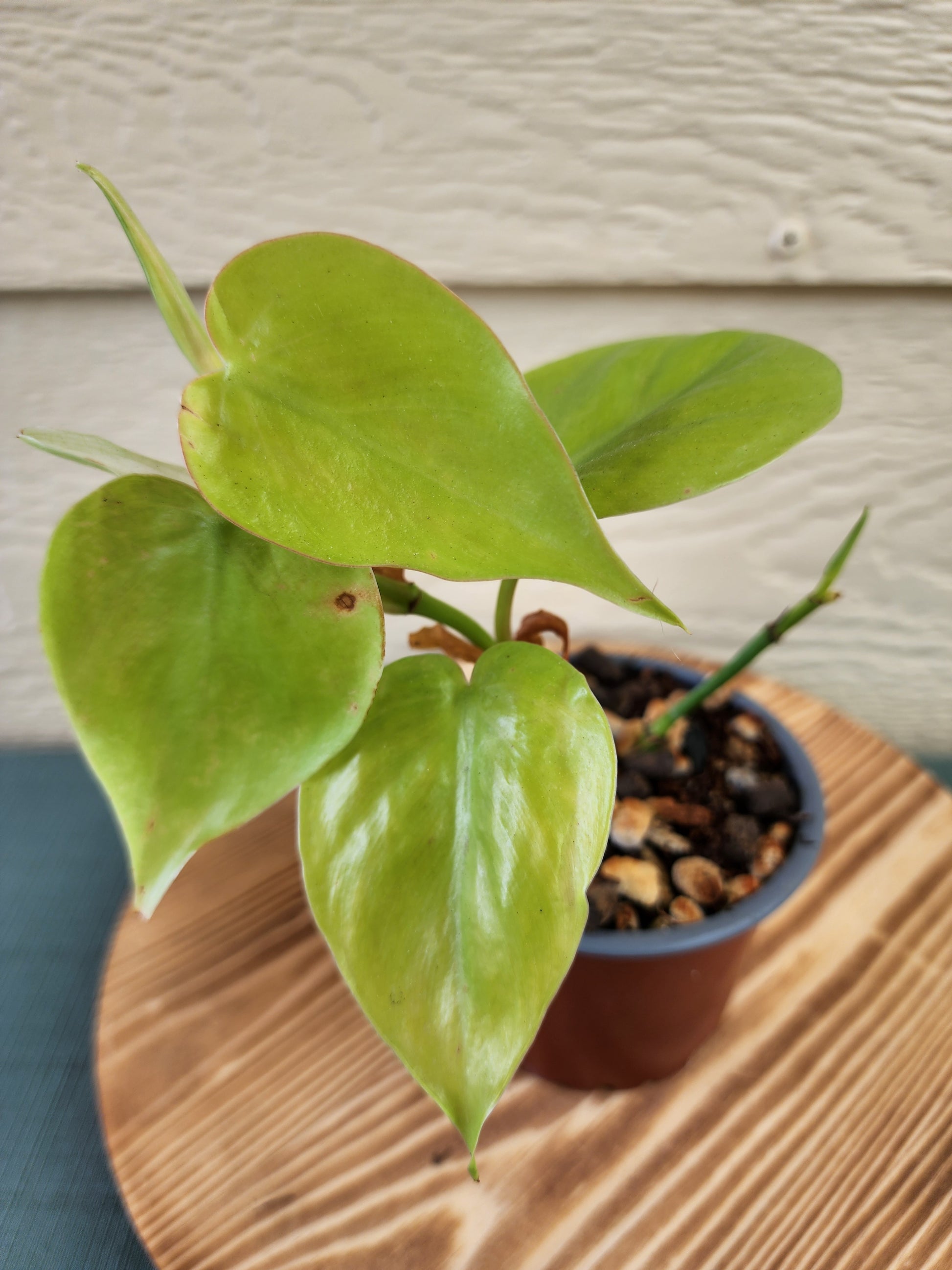 Philodendron hederaceum 'Golden Heart Leaf' - Indoor Plants*^ - Leaf of Faith SA