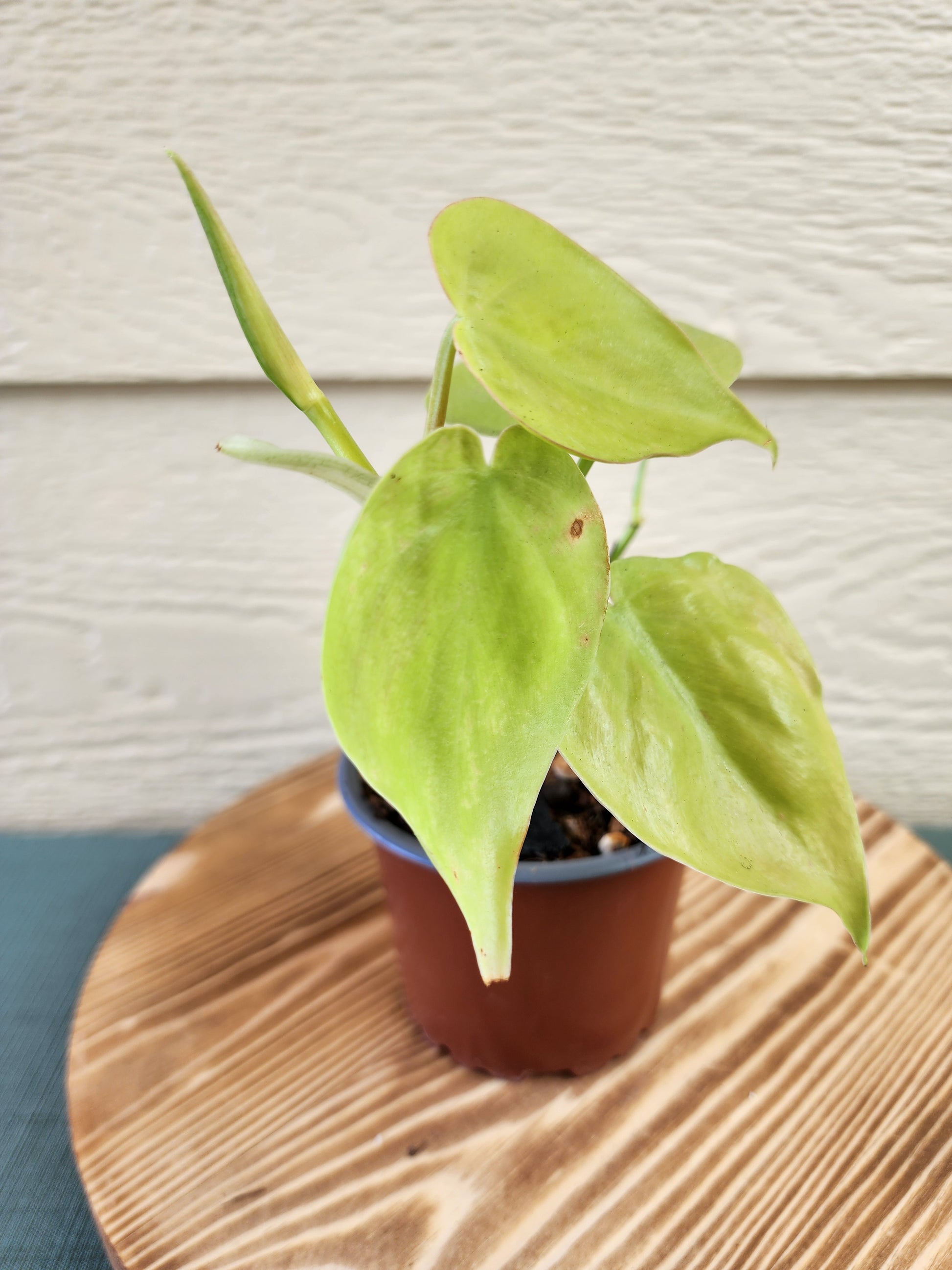 Philodendron hederaceum 'Golden Heart Leaf' - Indoor Plants*^ - Leaf of Faith SA