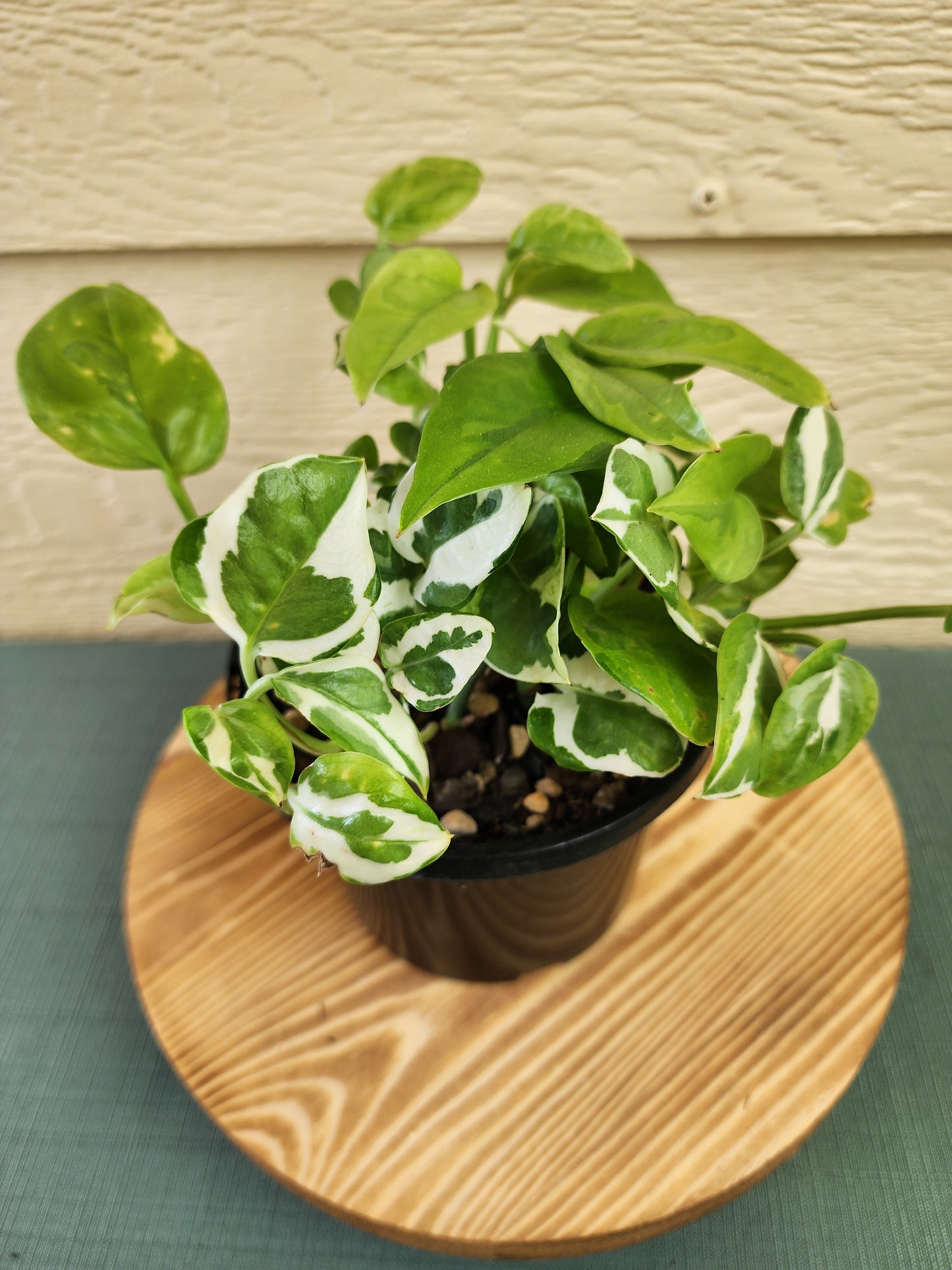 Pearls & Jade & Global Green Pothos*^ - Leaf of Faith SA