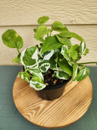 Pearls & Jade & Global Green Pothos*^ - Leaf of Faith SA