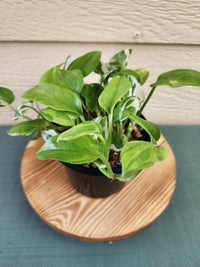 Pearls & Jade & Global Green Pothos*^ - Leaf of Faith SA