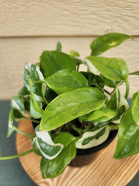 Pearls & Jade & Global Green Pothos*^ - Leaf of Faith SA