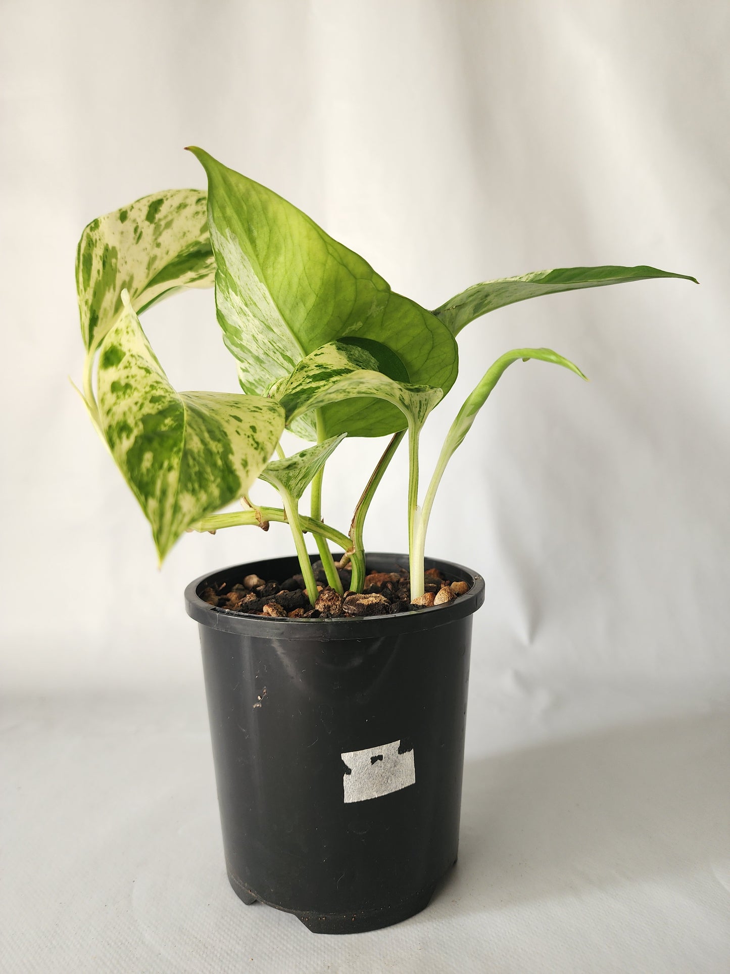 Marble Queen Pothos | Epipremnum aureum ‘Marble Queen’ | Indoor Trailing Plant (100mm Pot) - Leaf of Faith SA