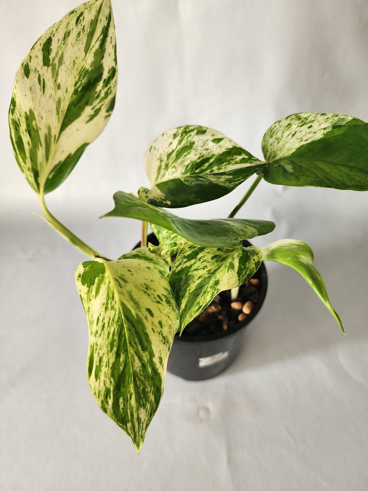 Marble Queen Pothos | Epipremnum aureum ‘Marble Queen’ | Indoor Trailing Plant (100mm Pot) - Leaf of Faith SA