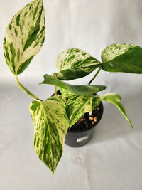 Marble Queen Pothos | Epipremnum aureum ‘Marble Queen’ | Indoor Trailing Plant (100mm Pot) - Leaf of Faith SA