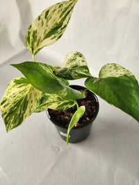 Marble Queen Pothos | Epipremnum aureum ‘Marble Queen’ | Indoor Trailing Plant (100mm Pot) - Leaf of Faith SA