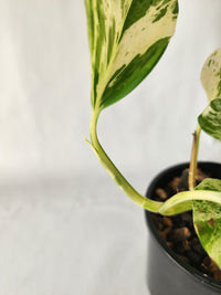 Marble Queen Pothos | Epipremnum aureum ‘Marble Queen’ | Indoor Trailing Plant (100mm Pot) - Leaf of Faith SA
