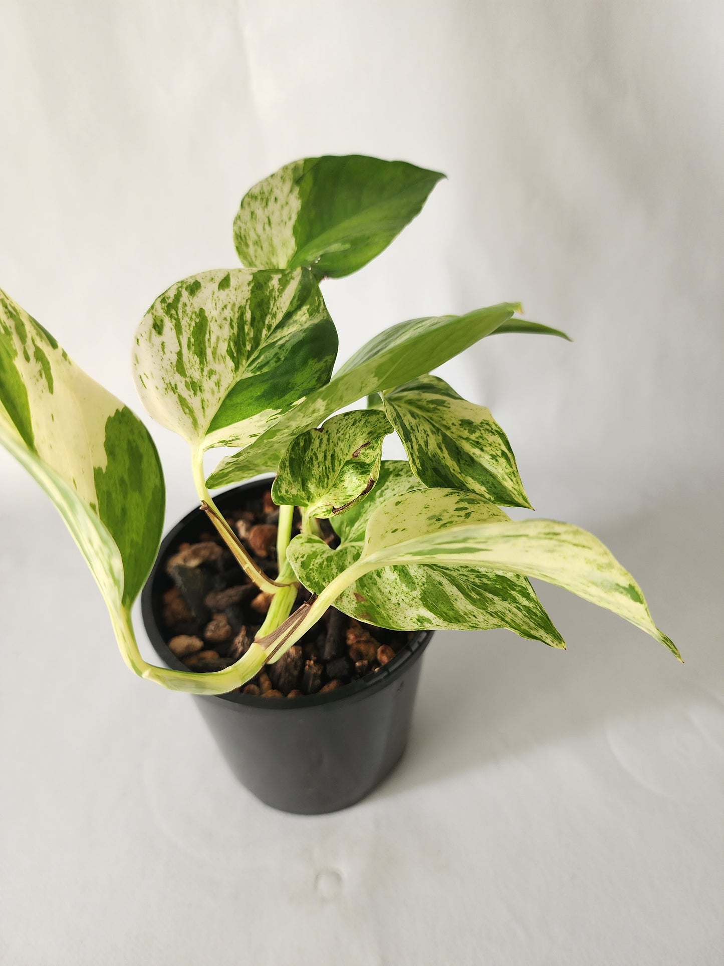 Marble Queen Pothos | Epipremnum aureum ‘Marble Queen’ | Indoor Trailing Plant (100mm Pot) - Leaf of Faith SA