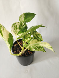 Marble Queen Pothos | Epipremnum aureum ‘Marble Queen’ | Indoor Trailing Plant (100mm Pot) - Leaf of Faith SA