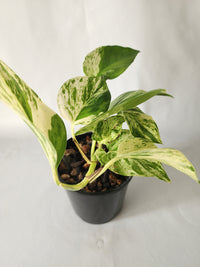 Marble Queen Pothos | Epipremnum aureum ‘Marble Queen’ | Indoor Trailing Plant (100mm Pot) - Leaf of Faith SA