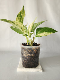 Marble Queen Pothos | Epipremnum aureum ‘Marble Queen’ | Indoor Trailing Plant (100mm Pot) - Leaf of Faith SA