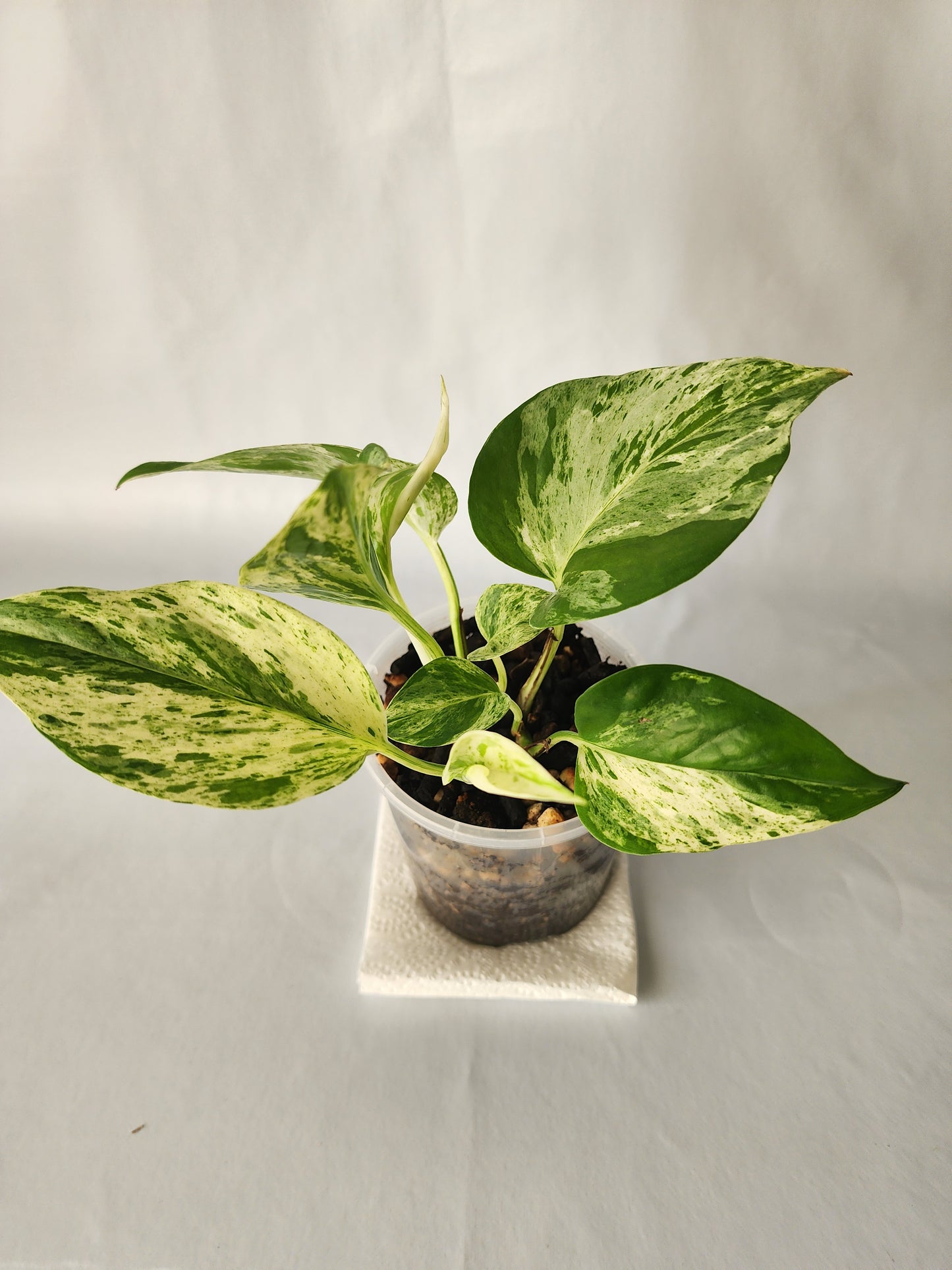Marble Queen Pothos | Epipremnum aureum ‘Marble Queen’ | Indoor Trailing Plant (100mm Pot) - Leaf of Faith SA