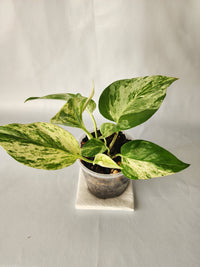 Marble Queen Pothos | Epipremnum aureum ‘Marble Queen’ | Indoor Trailing Plant (100mm Pot) - Leaf of Faith SA