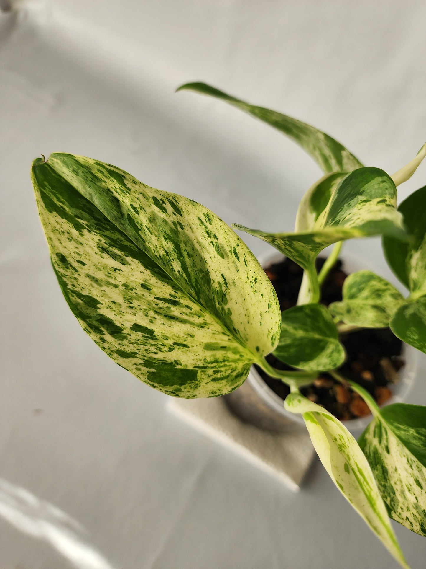 Marble Queen Pothos | Epipremnum aureum ‘Marble Queen’ | Indoor Trailing Plant (100mm Pot) - Leaf of Faith SA