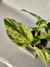 Marble Queen Pothos | Epipremnum aureum ‘Marble Queen’ | Indoor Trailing Plant (100mm Pot) - Leaf of Faith SA
