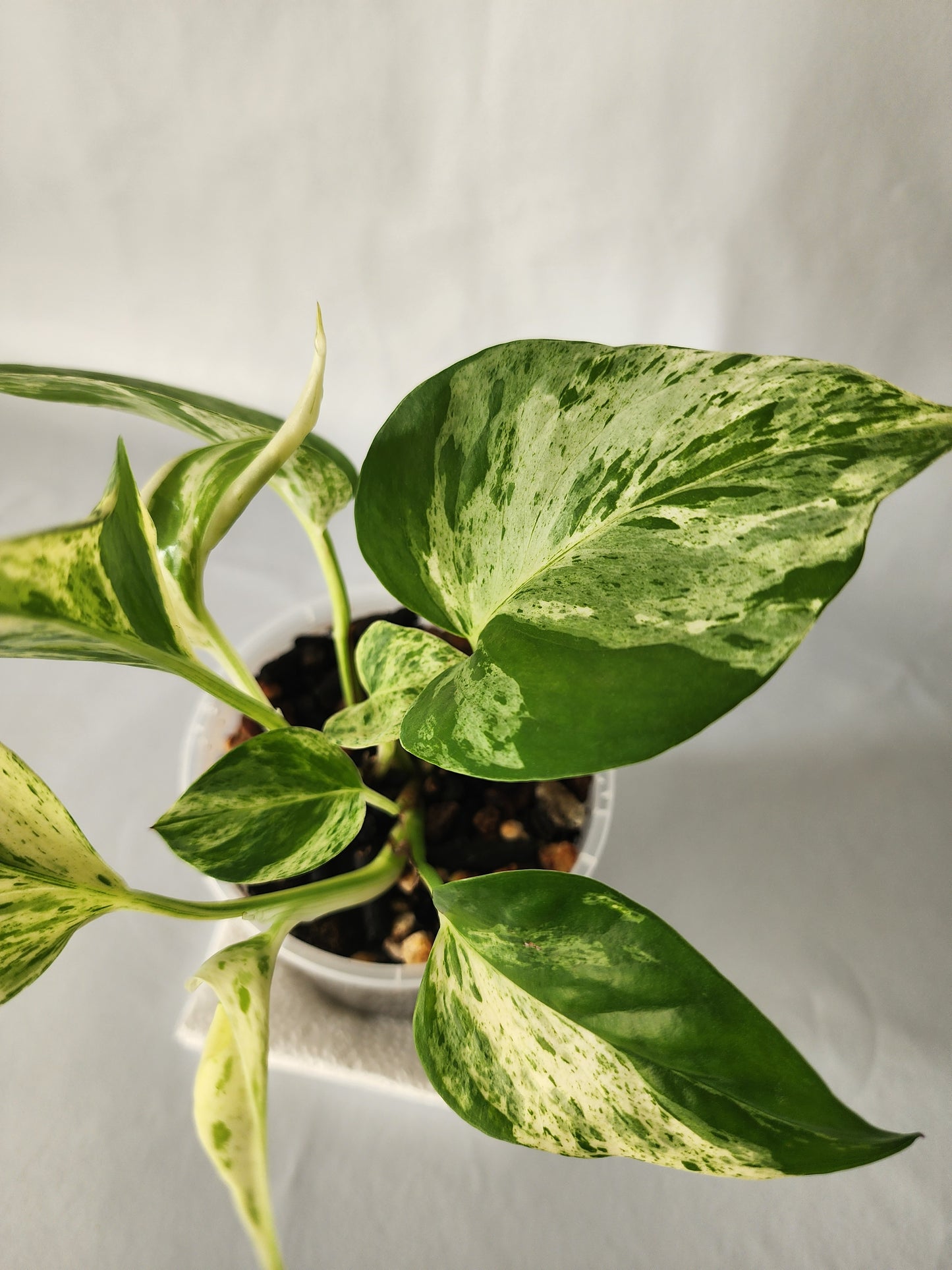 Marble Queen Pothos | Epipremnum aureum ‘Marble Queen’ | Indoor Trailing Plant (100mm Pot) - Leaf of Faith SA