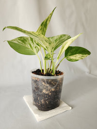 Marble Queen Pothos | Epipremnum aureum ‘Marble Queen’ | Indoor Trailing Plant (100mm Pot) - Leaf of Faith SA