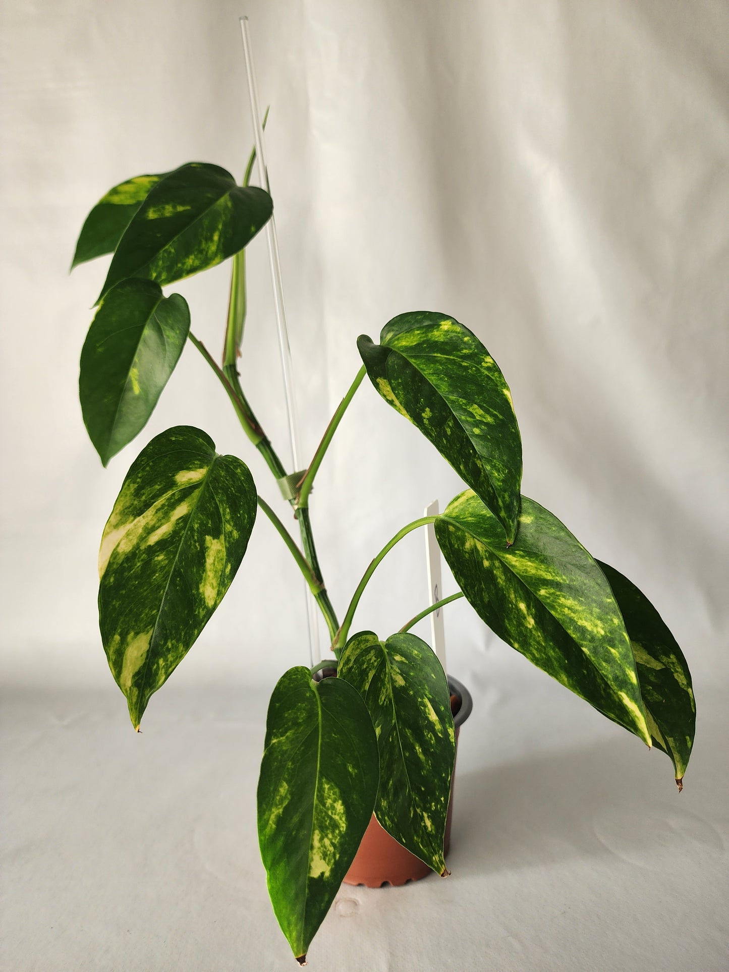 Epipremnum pinnatum ‘Aurea-Variegata’ | Variegated Climbing Indoor Plant 90mm Pot - Leaf of Faith SA