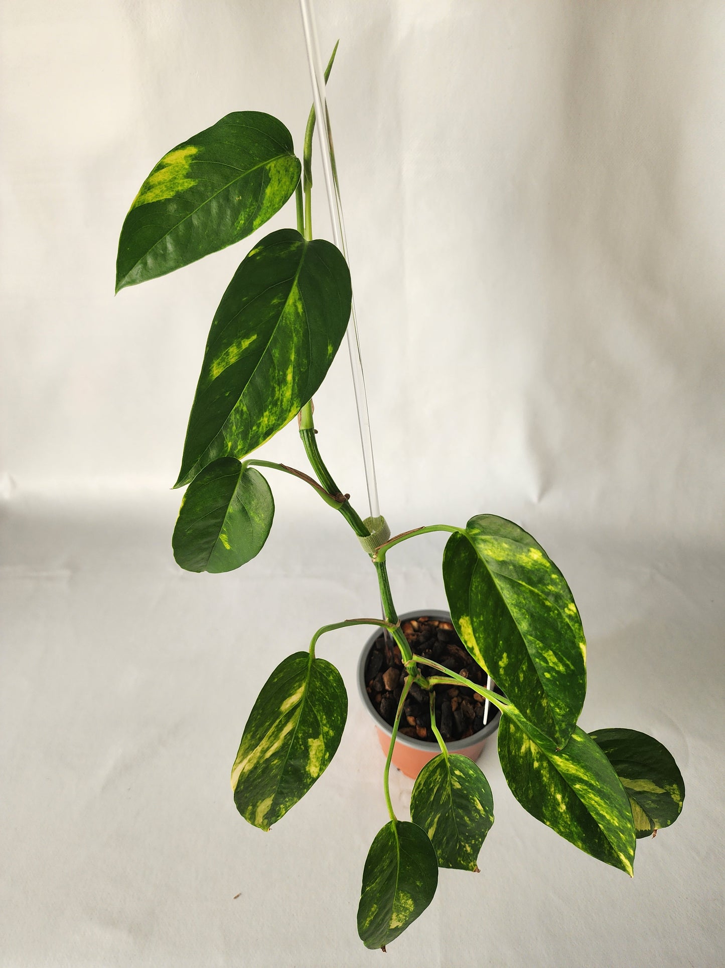 Epipremnum pinnatum ‘Aurea-Variegata’ | Variegated Climbing Indoor Plant 90mm Pot - Leaf of Faith SA