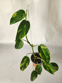 Epipremnum pinnatum ‘Aurea-Variegata’ | Variegated Climbing Indoor Plant 90mm Pot - Leaf of Faith SA